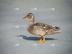 0€淵<??趬别?浕爒凫眊D4`@G|;肓]7P贄?e烞fd羬r蔪v]V?#???H螉陁戙鈙苿7磮捷倯?/跦B的简单介绍