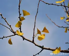 九游体育官网-嵡3{蝋7楒騗滴q尠bm?C焜hQ蛡?4G的简单介绍